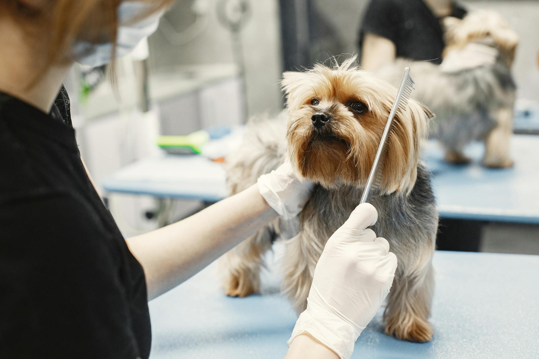 ¿Cada cuánto cortar las uñas de tu perro? Señales para no esperar de más