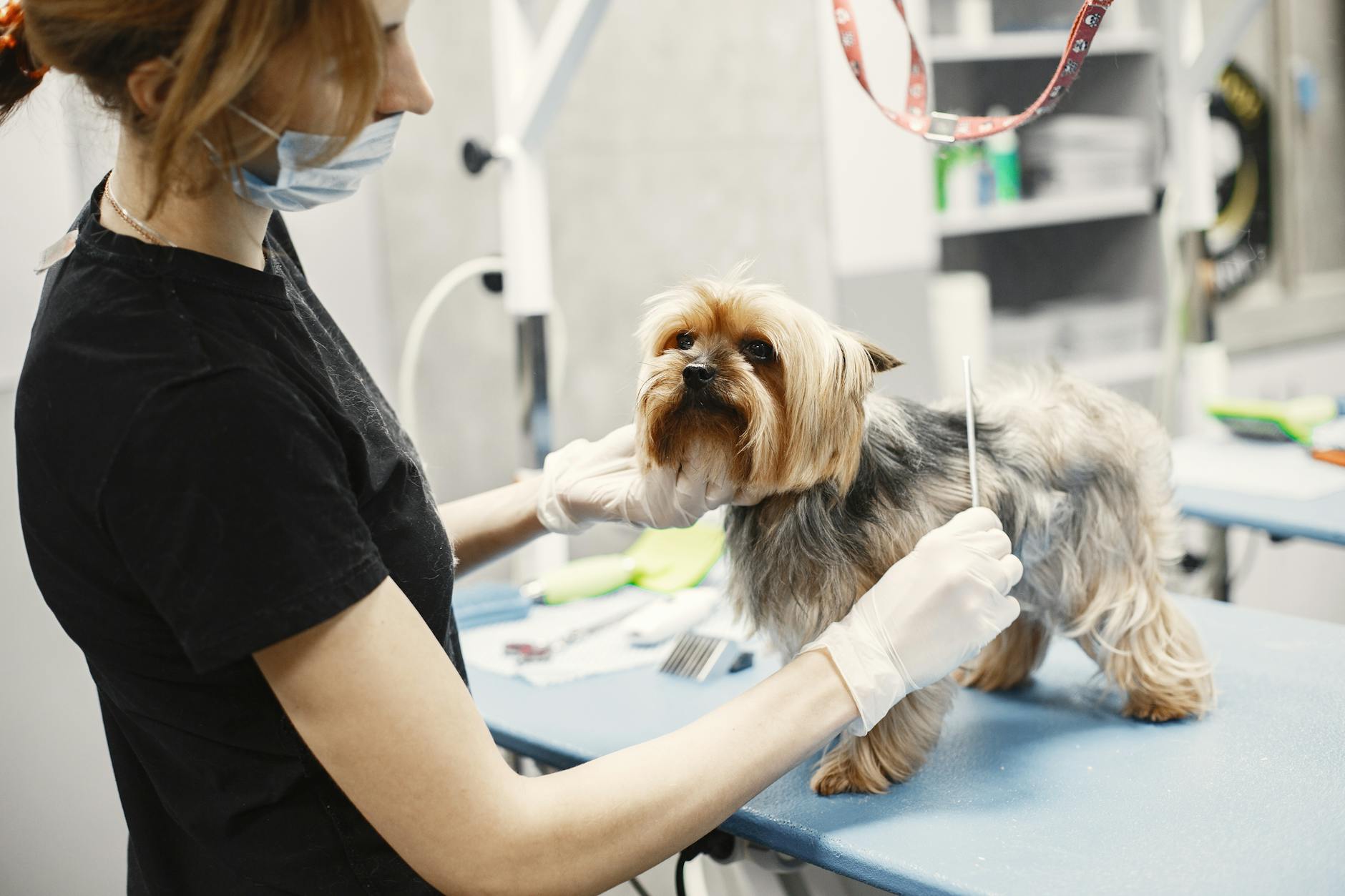 ¿Cómo eliminar el mal olor de tu perro sin dañar su piel?