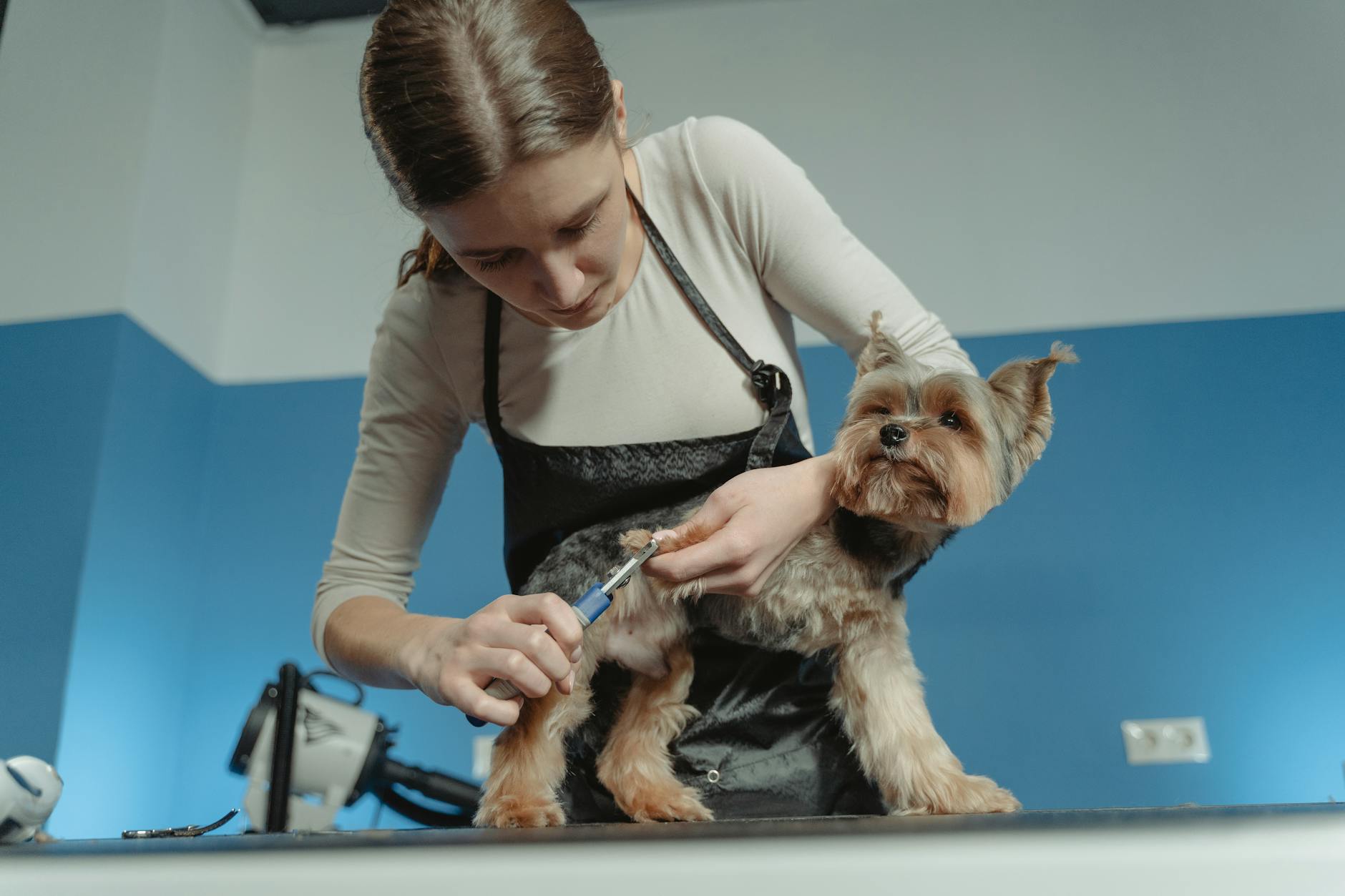 ¿Cómo mejorar la higiene dental de tu perro desde la rutina de baño?