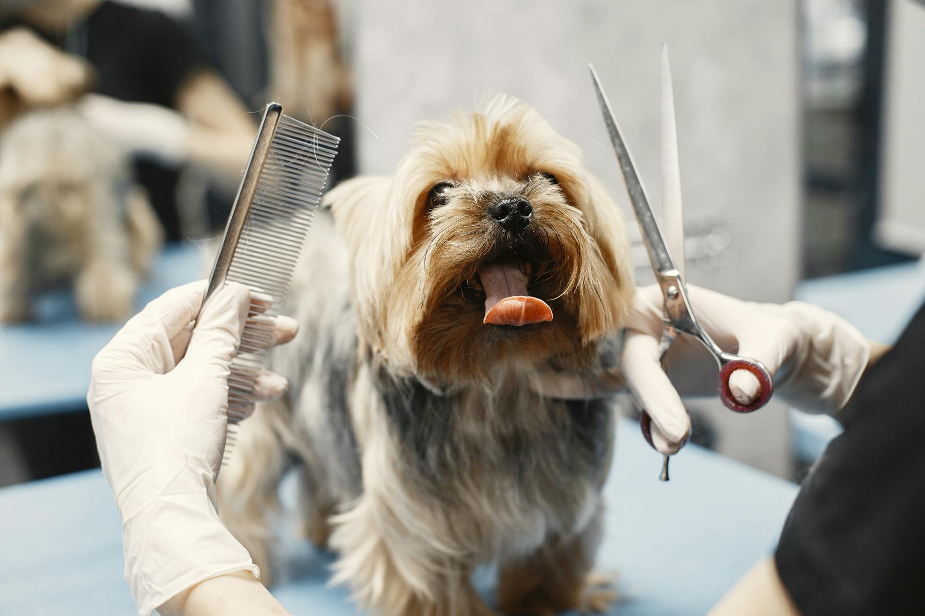 ¿Cómo mejorar la salud de la piel y el brillo del pelo de tu perro en Medellín?