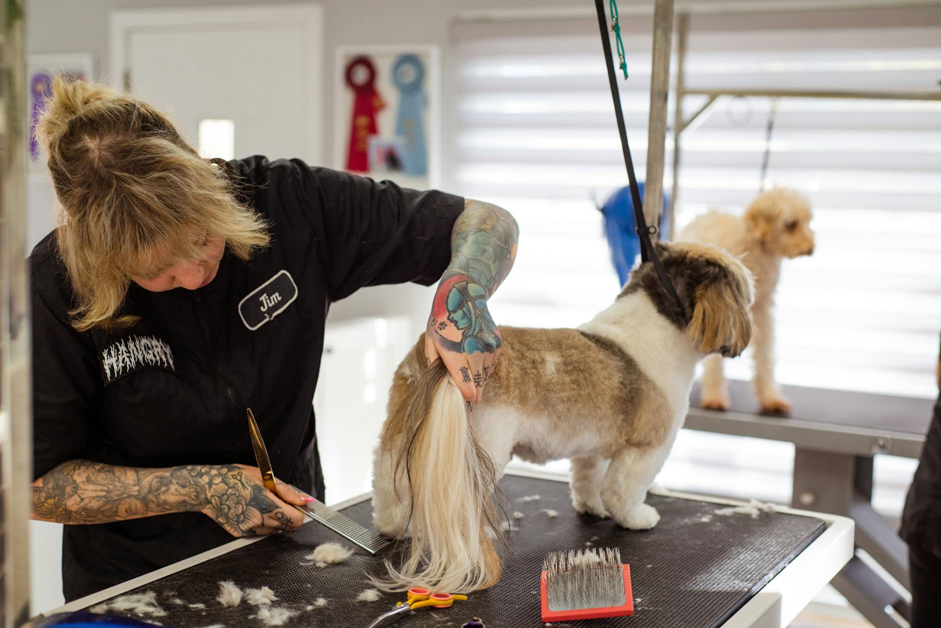 ¿Cómo preparar a tu perro para una sesión de peluquería canina exitosa?