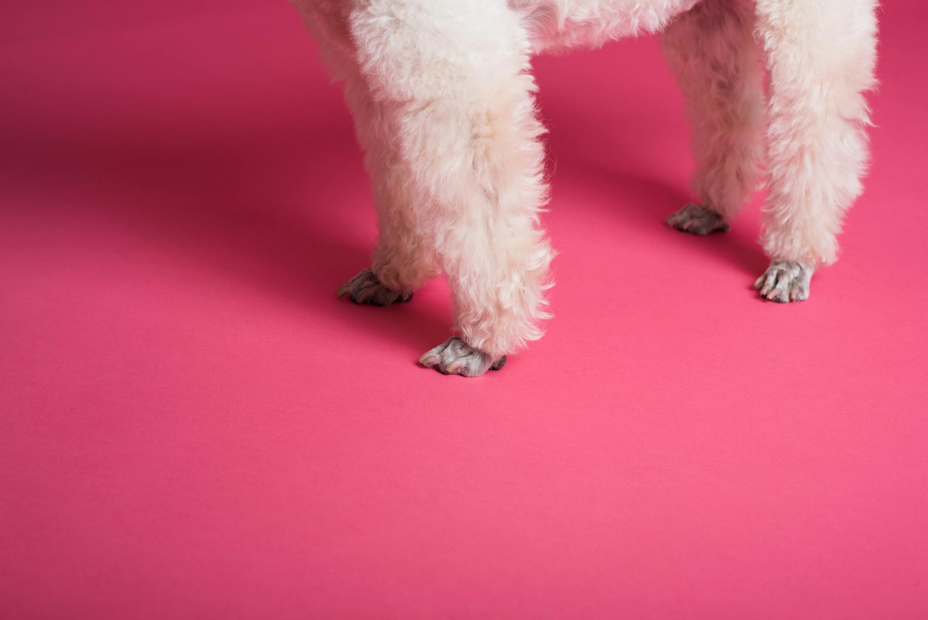 ¿Cómo secar bien a tu perro después del baño? Evita humedad y molestias