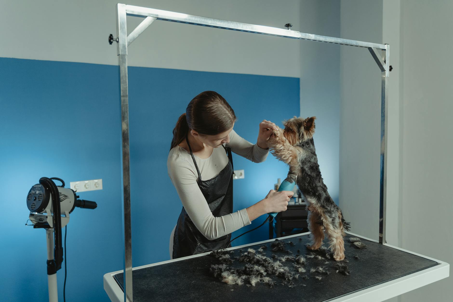 ¿Dermatitis canina? Qué cuidados tener antes y después del baño