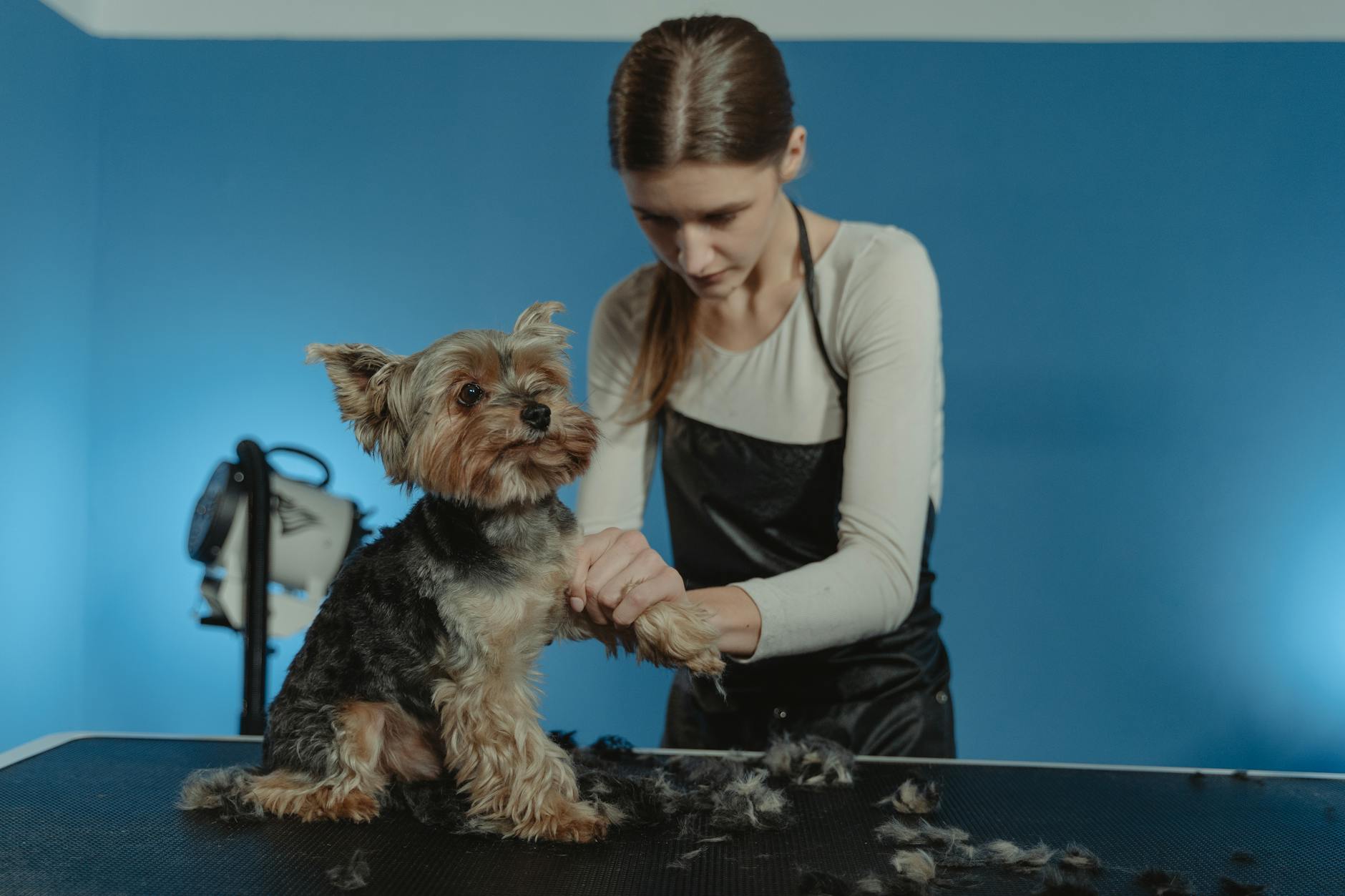 ¿Higiene dental en perros desde casa? Hábitos simples que funcionan