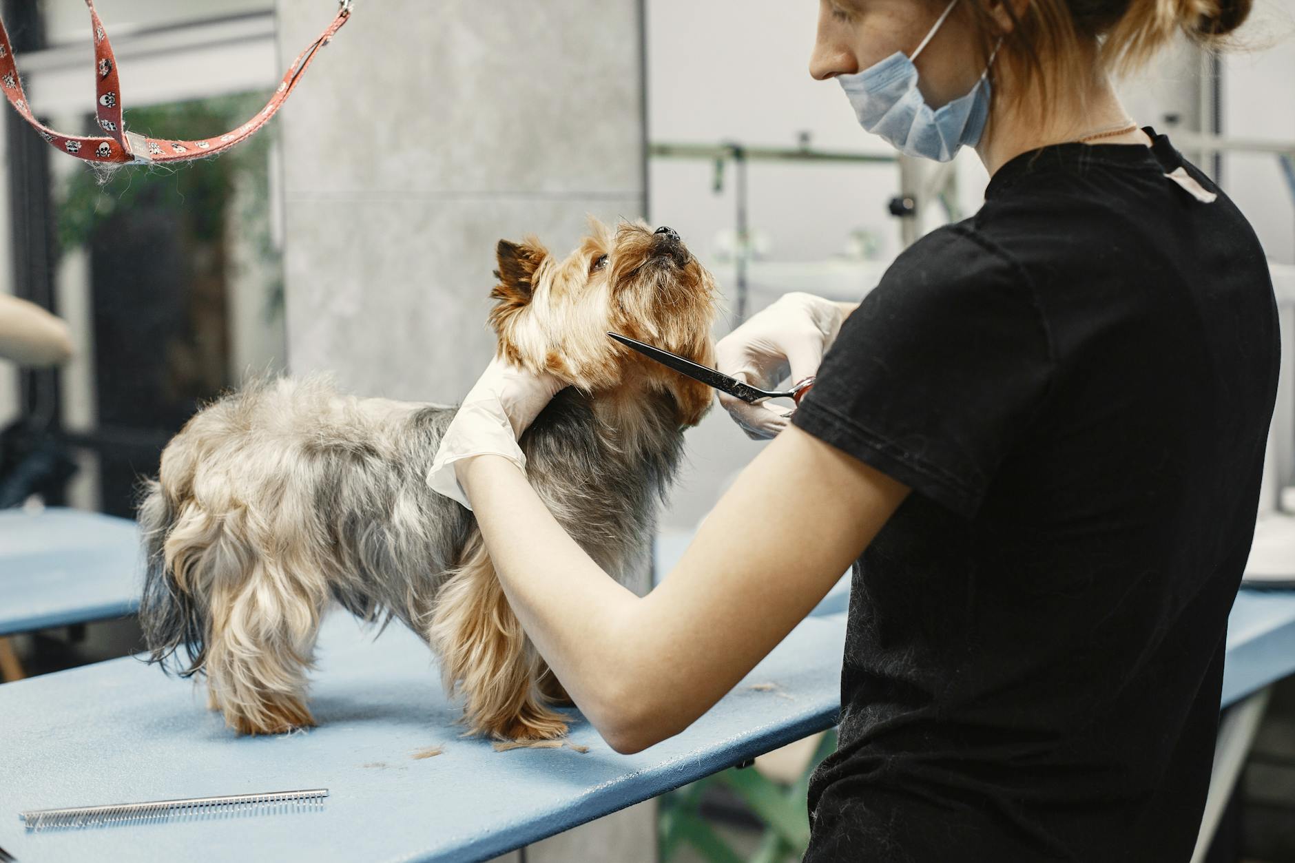¿Hongos en la piel de tu mascota? Cuidados básicos y prevención