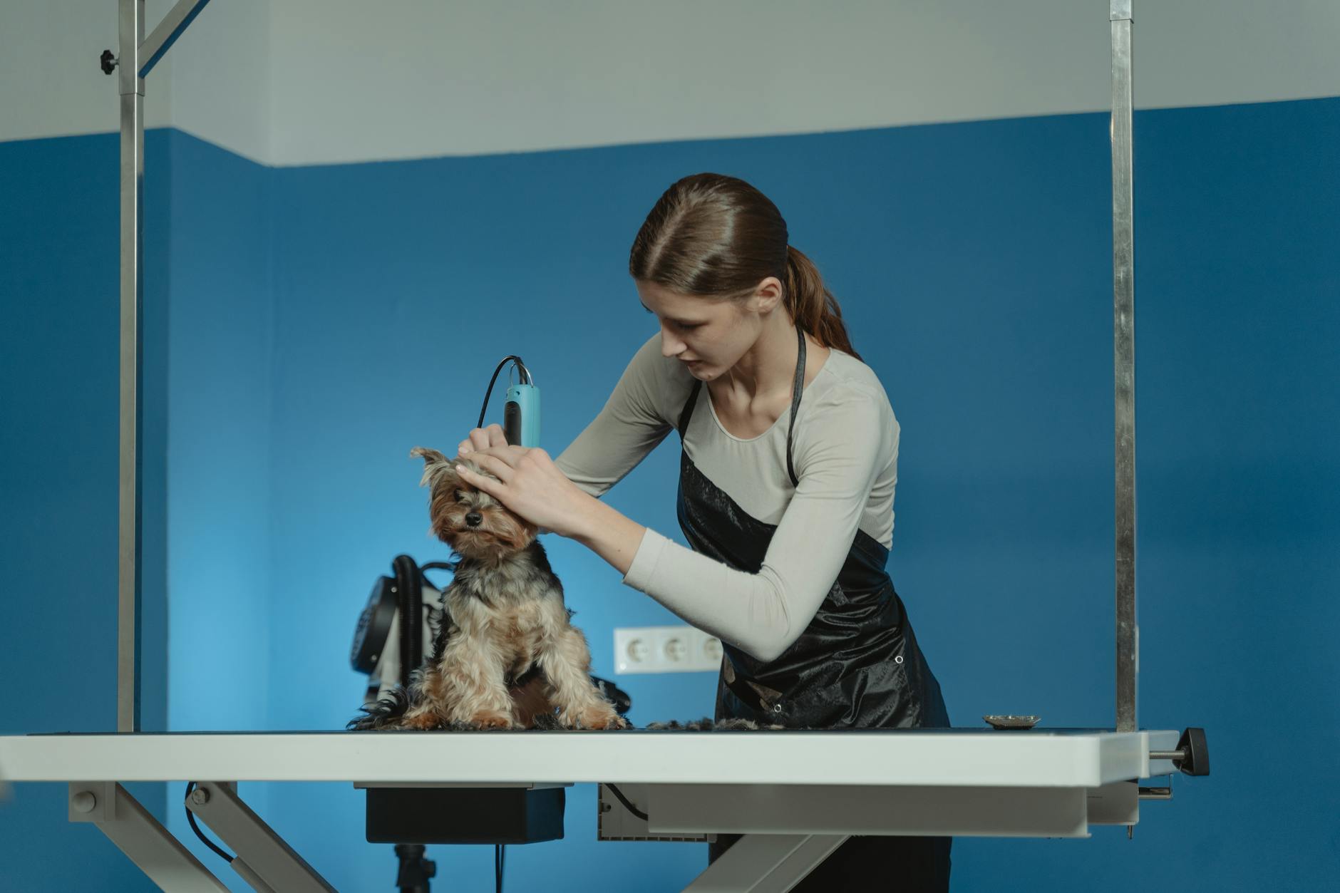 ¿Mal olor en las orejas de tu perro? Qué hacer y cuándo preocuparte