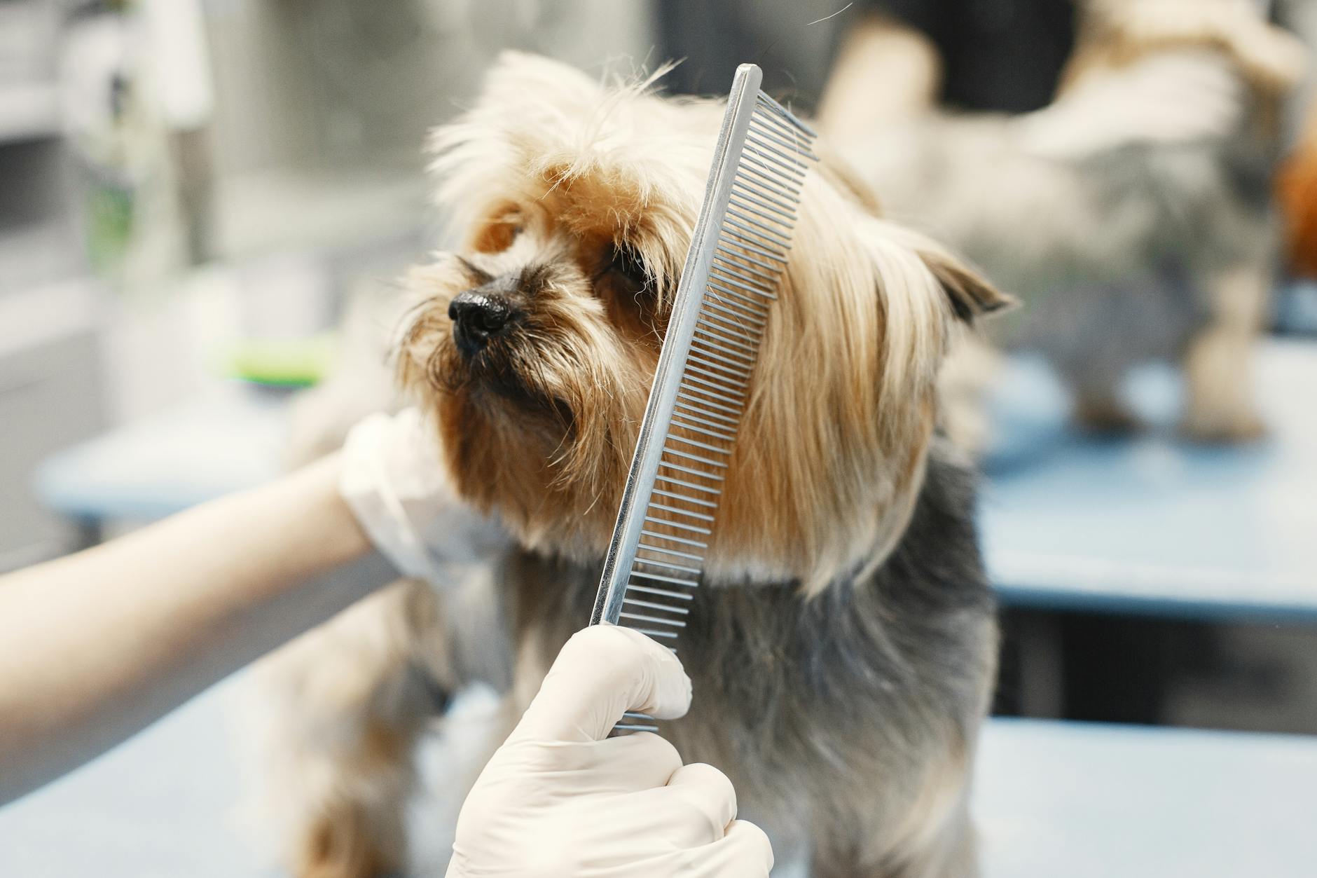 ¿Nudos imposibles en el pelo? Cómo desenredar sin dolor