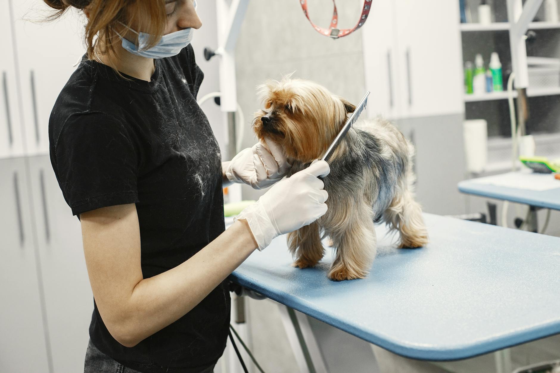 ¿Por qué es tan importante secar bien a tu perro? Errores que causan mal olor