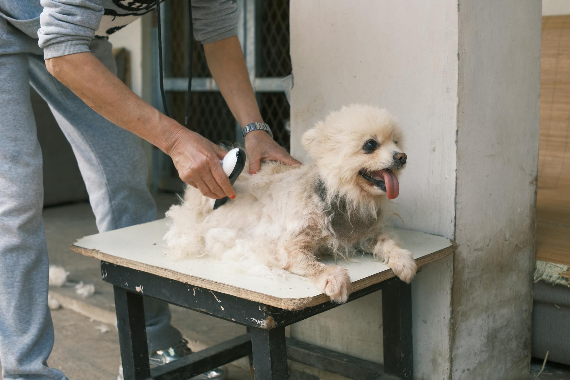 ¿Primer baño de cachorro? Guía práctica para una experiencia tranquila
