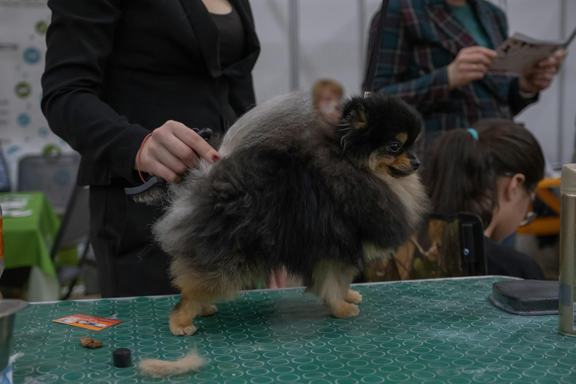 ¿Qué cepillo necesita tu perro? Guía por tipo de pelaje y necesidad
