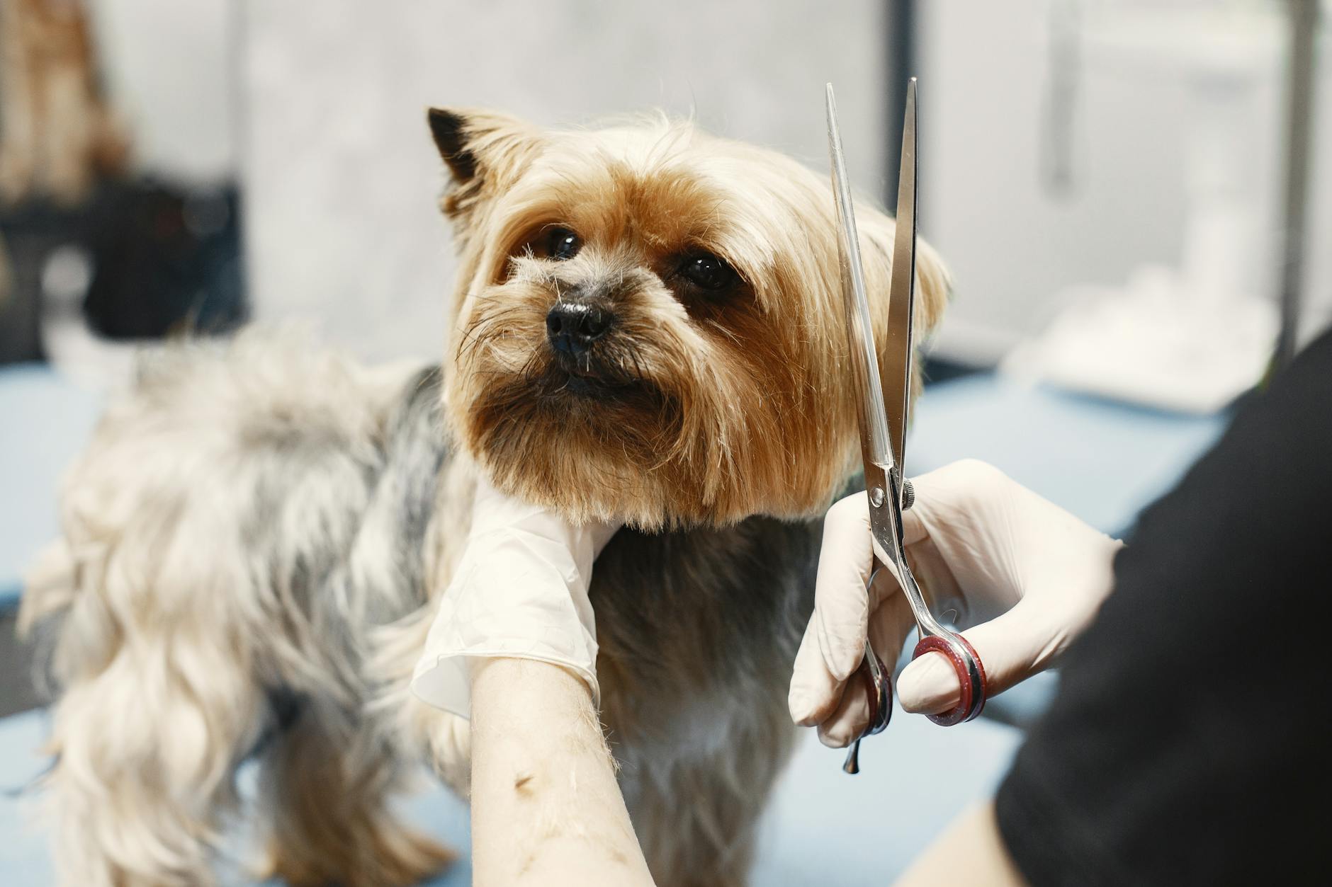¿Se puede bañar un cachorro? Edad recomendada, cuidados y primer baño sin trauma