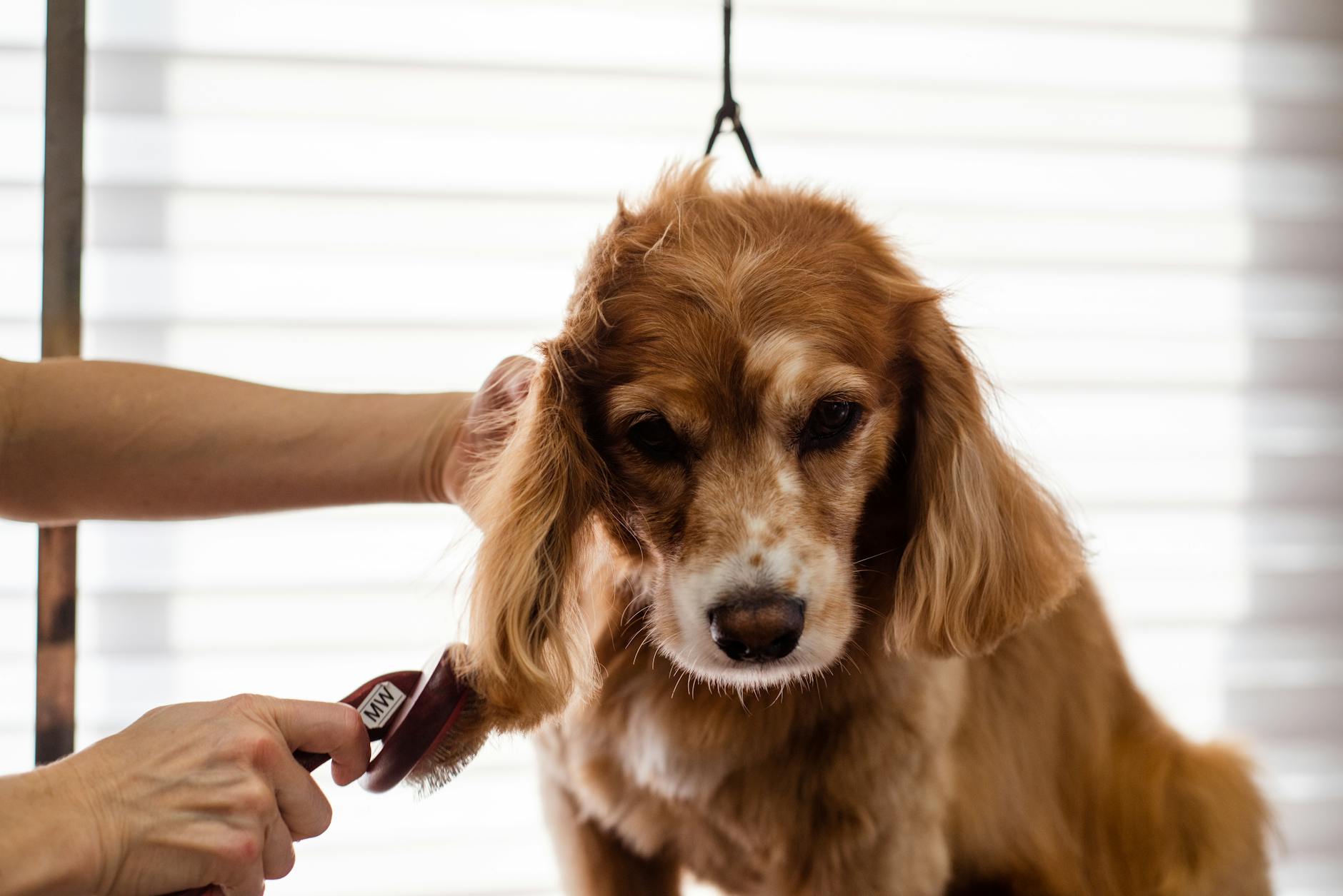 ¿Shampoo medicado o cosmético? Cómo elegir el producto adecuado para tu perro