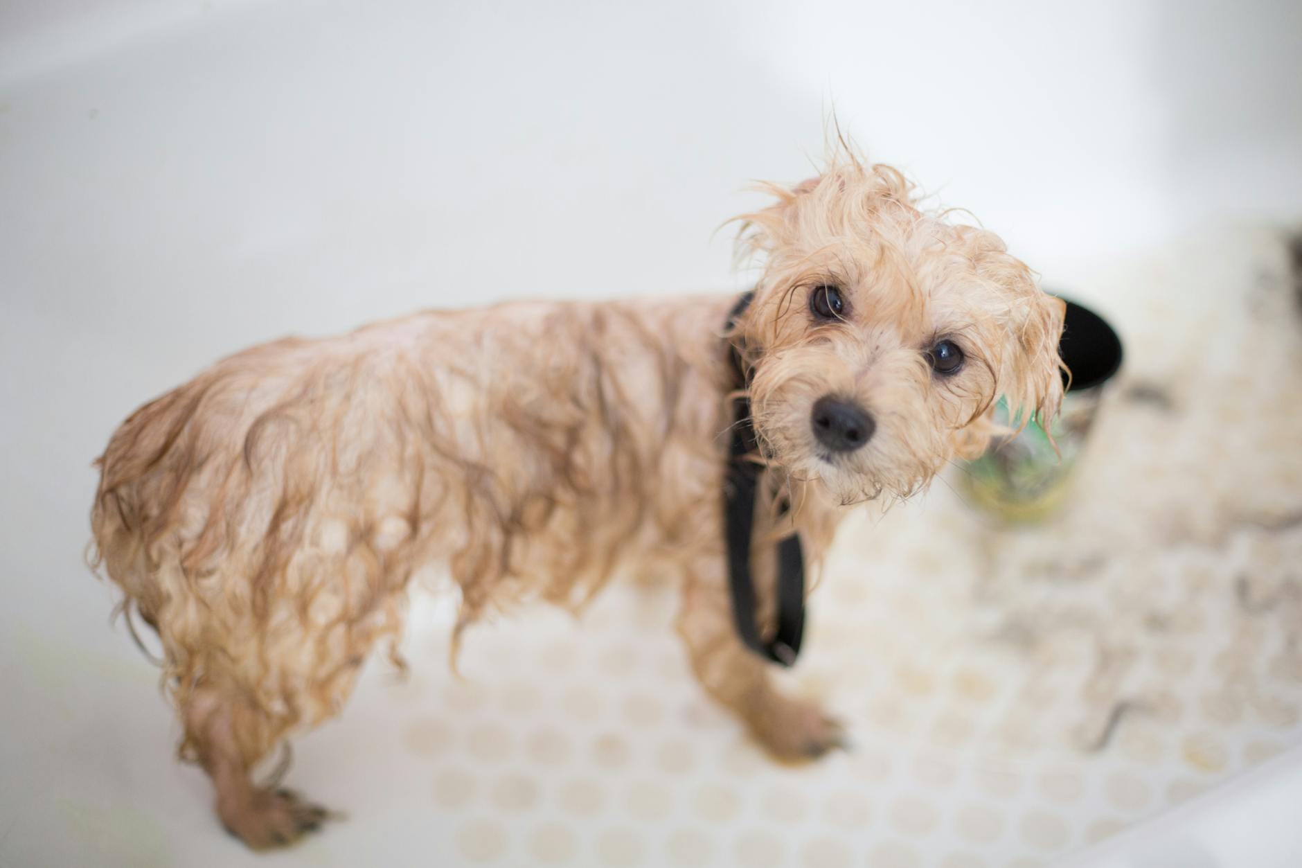 ¿Tu perro adulto mayor necesita grooming distinto? Ajustes que mejoran su bienestar