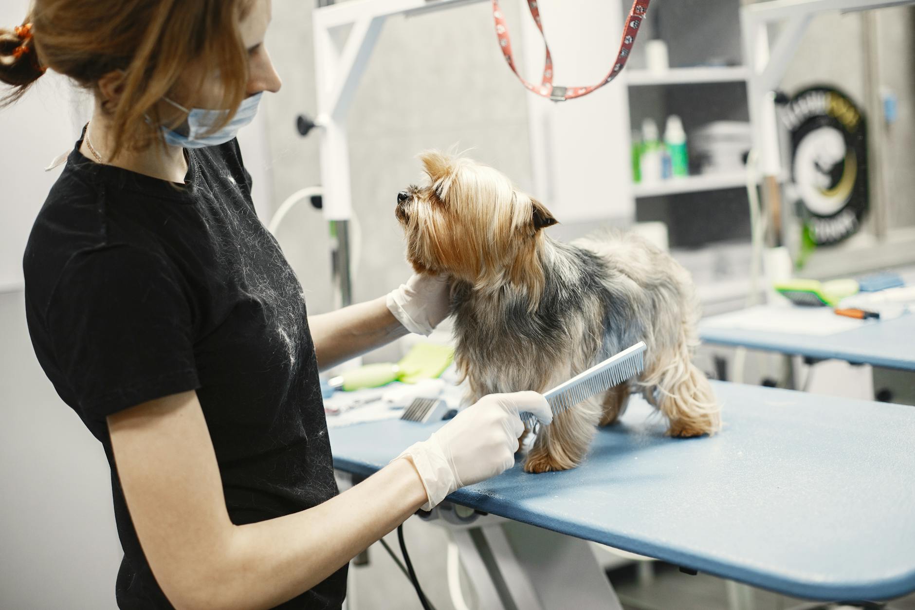 ¿Tu perro bota mucho pelo? Guía para controlar la muda sin estrés