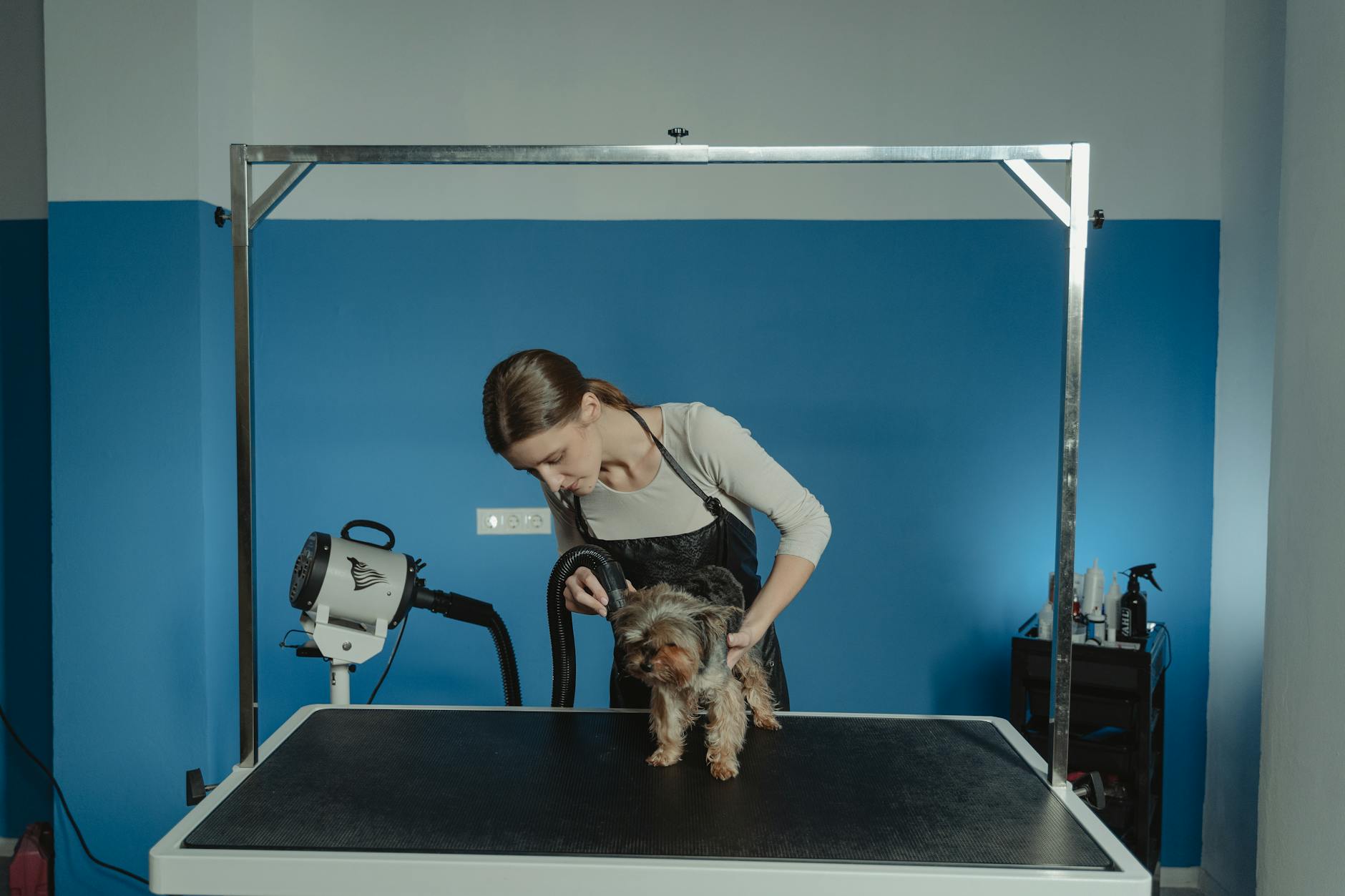 ¿Tu perro está en muda? Cómo controlar la caída de pelo sin estrés