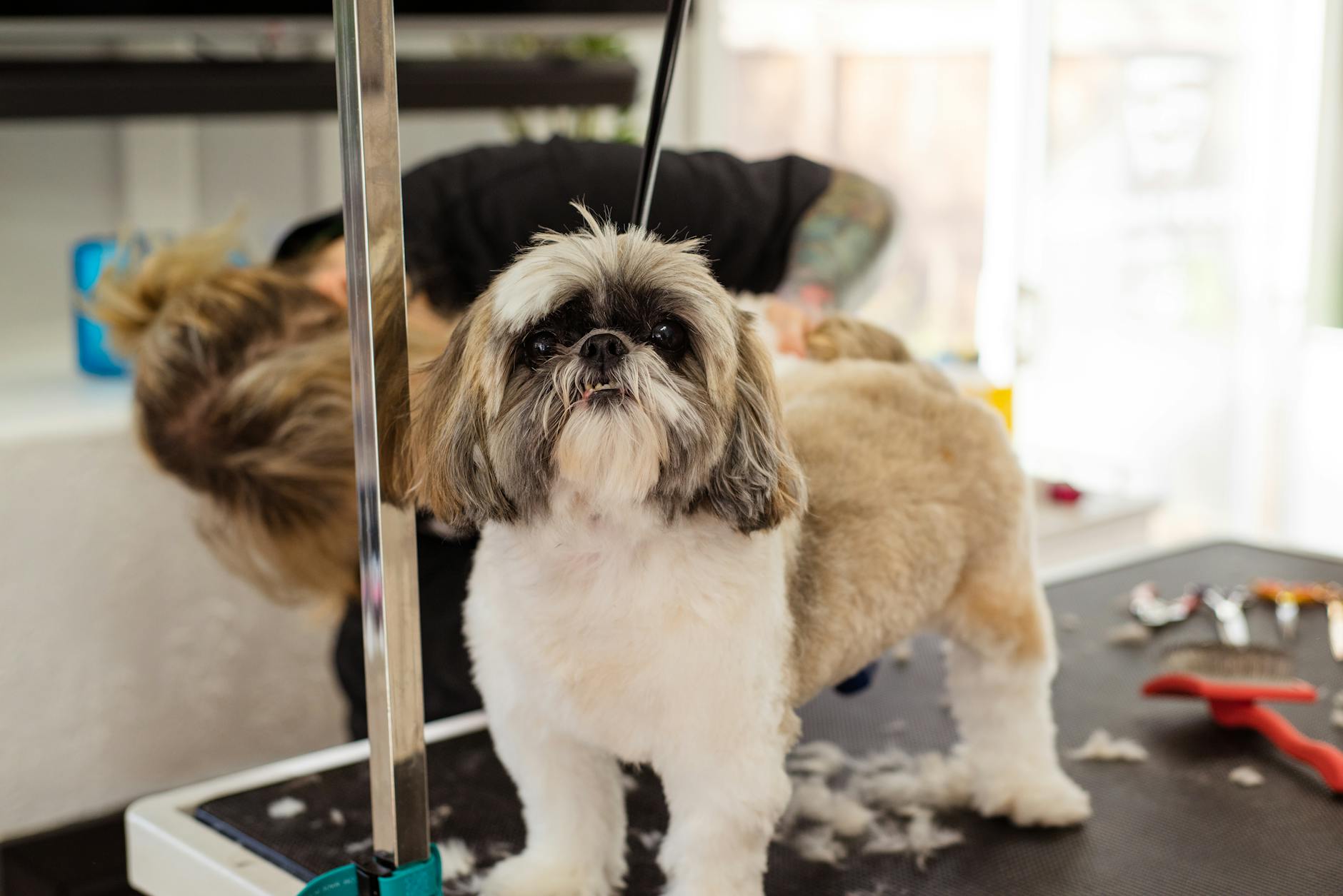 ¿Tu perro está mudando demasiado pelo? Qué hacer para controlar la muda