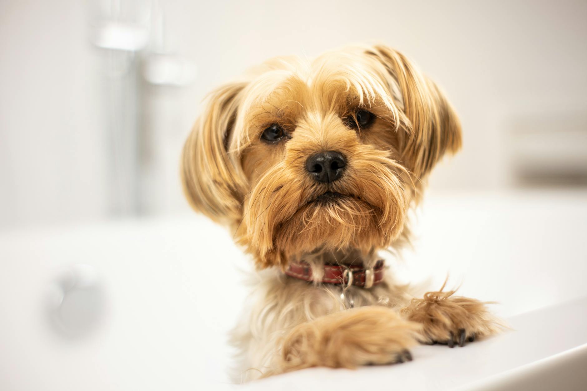 ¿Tu perro huele mal aunque lo bañes? Causas comunes y soluciones reales