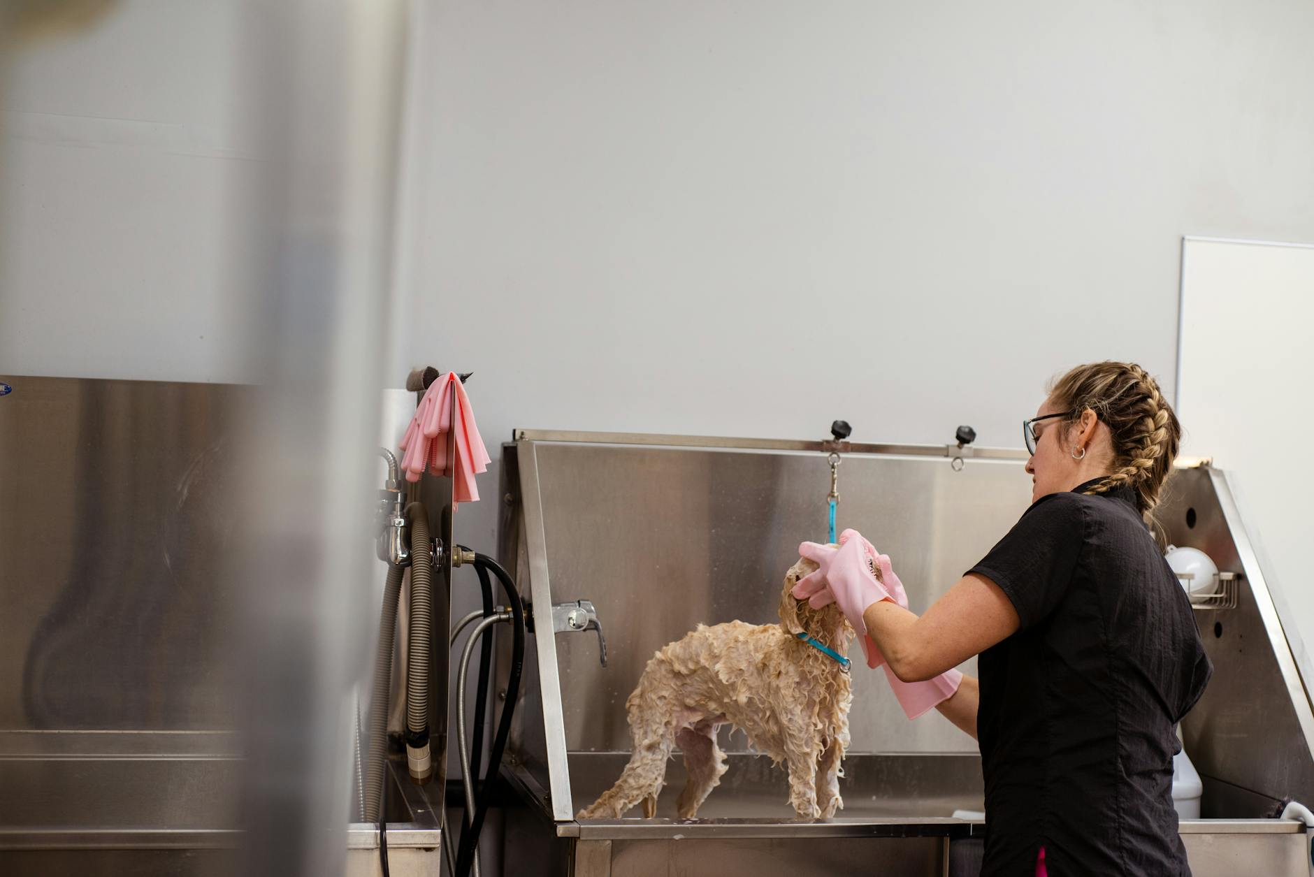 ¿Tu perro se rasca mucho las orejas? Qué revisar antes de limpiar