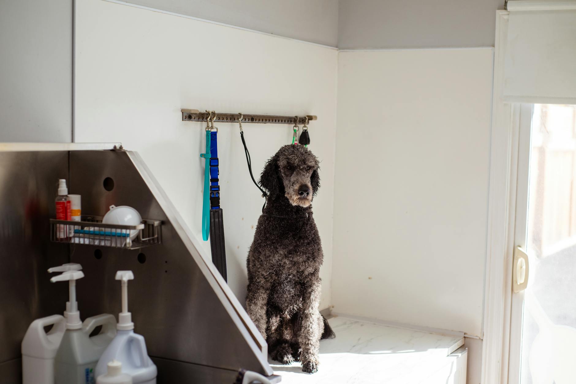 ¿Tu perro tiene piel sensible? Rutina de baño que sí ayuda a calmarla